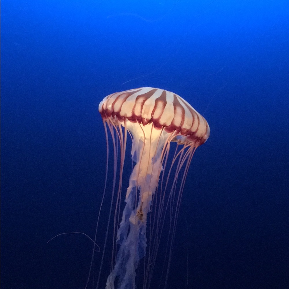 Meet your Posher, Liberty